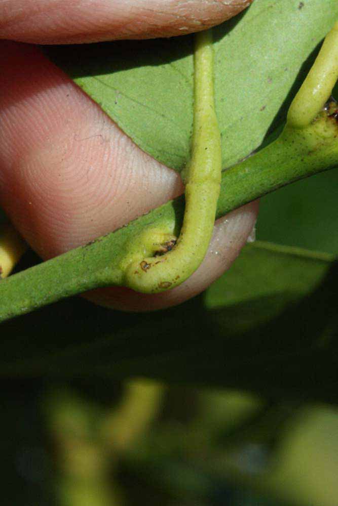            Petiole (Femminello Siracusano 2KR, Riverside, CA)   